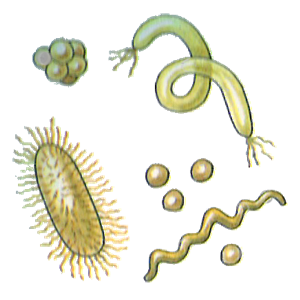 Bacteria PNG-43357